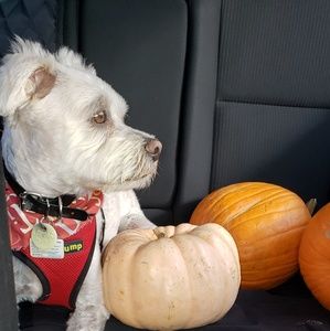 Meet your Posher, Shannon